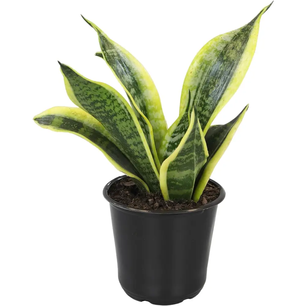 Live Snake Plant, Sansevieria Trifasciata Superba, Fully Rooted Indoor House Plant in Pot, Mother in Law Tongue Sansevieria Plant, Potted Succulent Plant, Houseplant in Potting Soil by Plants for Pets