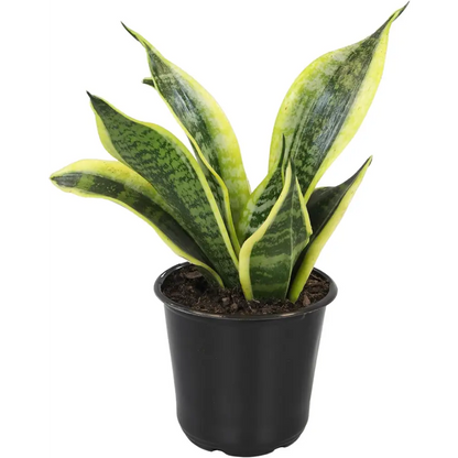 Live Snake Plant, Sansevieria Trifasciata Superba, Fully Rooted Indoor House Plant in Pot, Mother in Law Tongue Sansevieria Plant, Potted Succulent Plant, Houseplant in Potting Soil by Plants for Pets