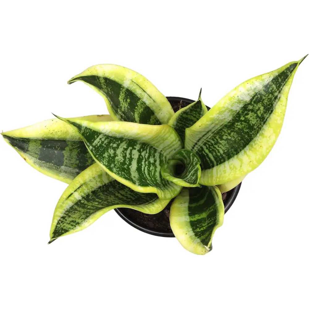 Live Snake Plant, Sansevieria Trifasciata Superba, Fully Rooted Indoor House Plant in Pot, Mother in Law Tongue Sansevieria Plant, Potted Succulent Plant, Houseplant in Potting Soil by Plants for Pets