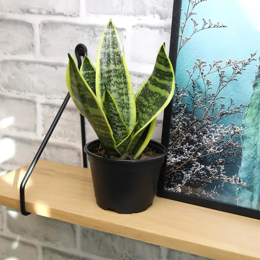Live Snake Plant, Sansevieria Trifasciata Superba, Fully Rooted Indoor House Plant in Pot, Mother in Law Tongue Sansevieria Plant, Potted Succulent Plant, Houseplant in Potting Soil by Plants for Pets