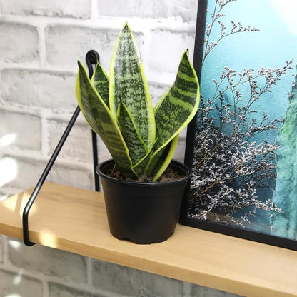 Live Snake Plant, Sansevieria Trifasciata Superba, Fully Rooted Indoor House Plant in Pot, Mother in Law Tongue Sansevieria Plant, Potted Succulent Plant, Houseplant in Potting Soil by Plants for Pets