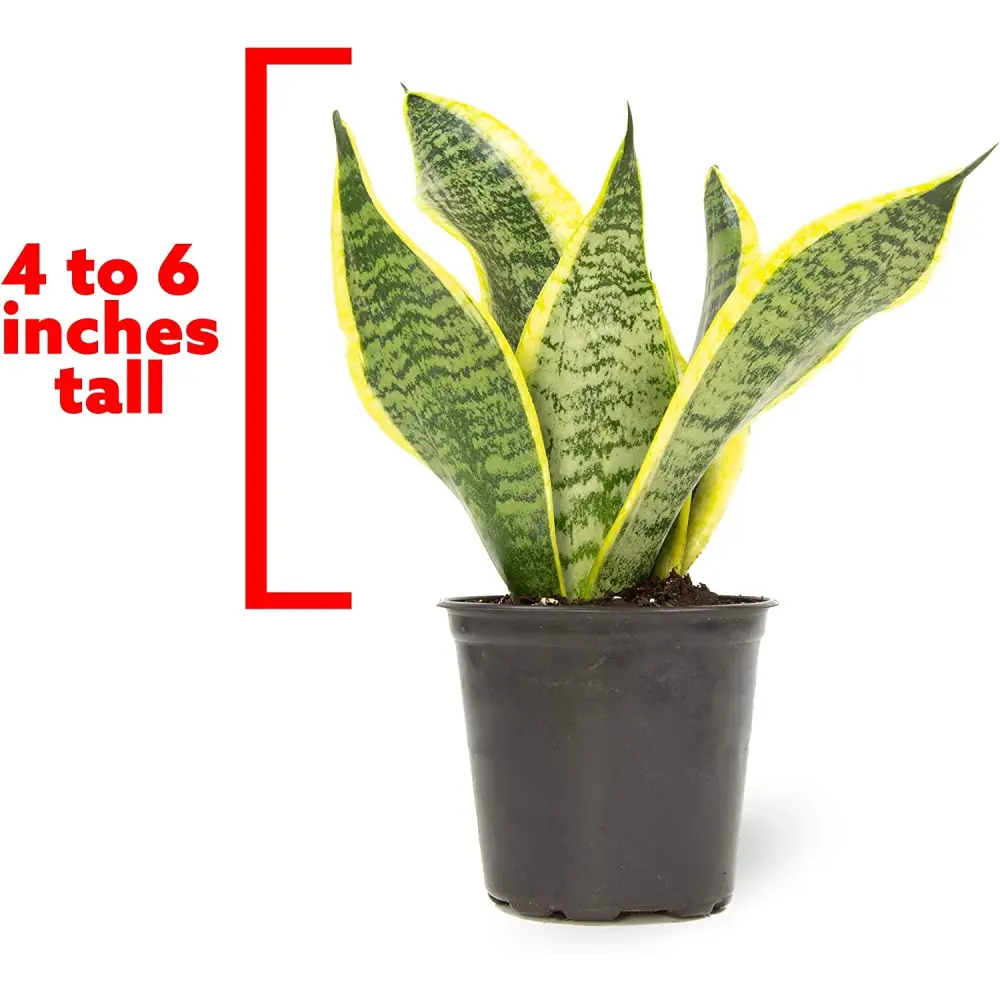 Live Snake Plant, Sansevieria Trifasciata Superba, Fully Rooted Indoor House Plant in Pot, Mother in Law Tongue Sansevieria Plant, Potted Succulent Plant, Houseplant in Potting Soil by Plants for Pets