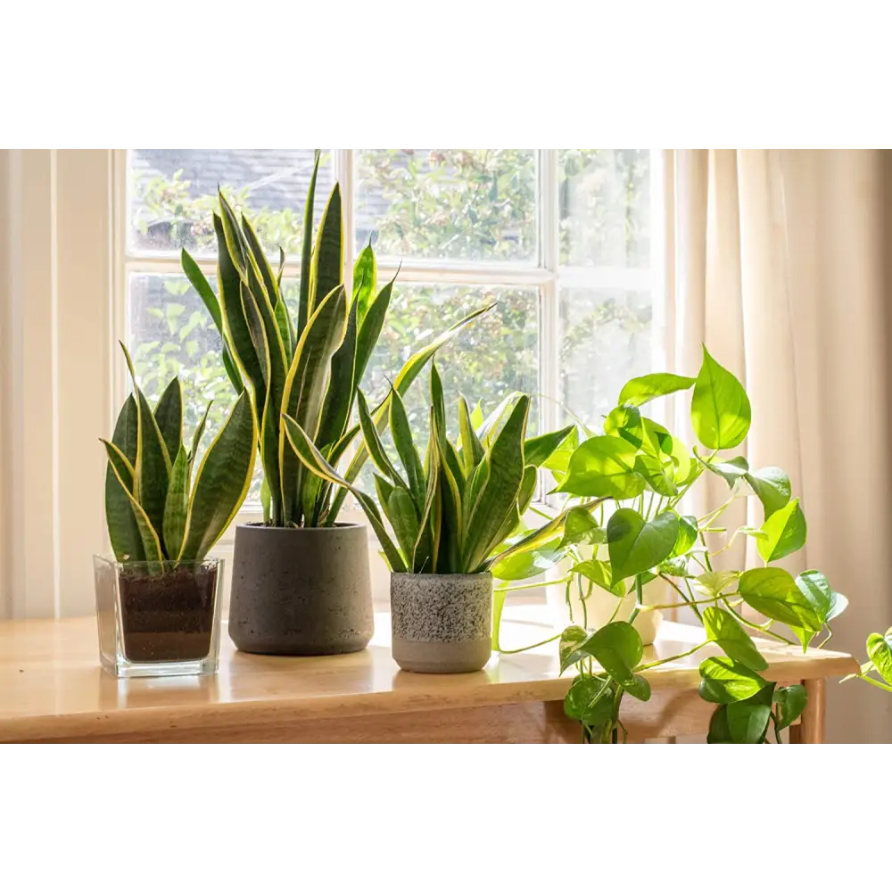 Live Snake Plant, Sansevieria Trifasciata Superba, Fully Rooted Indoor House Plant in Pot, Mother in Law Tongue Sansevieria Plant, Potted Succulent Plant, Houseplant in Potting Soil by Plants for Pets