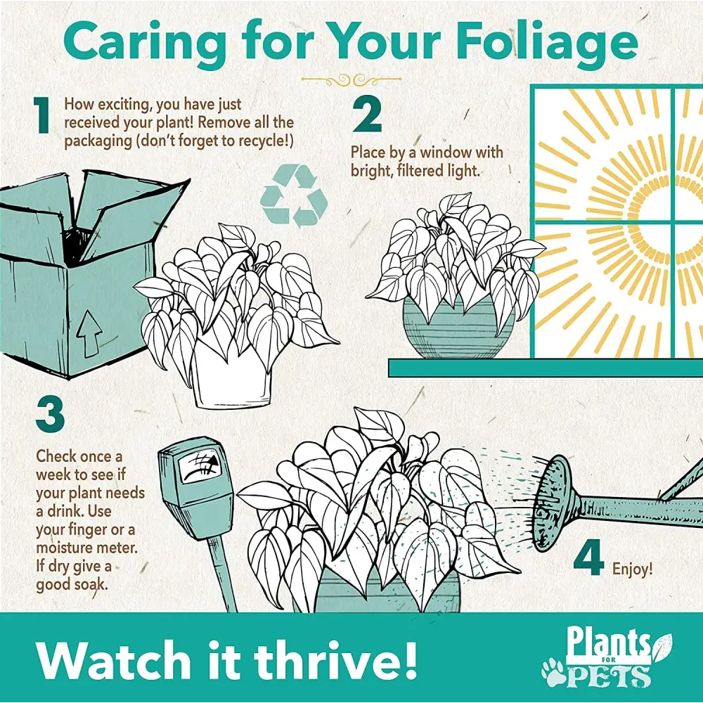 Live Snake Plant, Sansevieria Trifasciata Superba, Fully Rooted Indoor House Plant in Pot, Mother in Law Tongue Sansevieria Plant, Potted Succulent Plant, Houseplant in Potting Soil by Plants for Pets