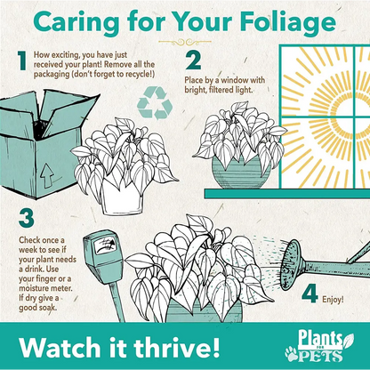 Live Snake Plant, Sansevieria Trifasciata Superba, Fully Rooted Indoor House Plant in Pot, Mother in Law Tongue Sansevieria Plant, Potted Succulent Plant, Houseplant in Potting Soil by Plants for Pets