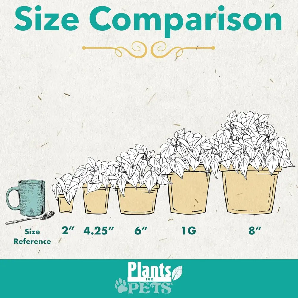 Live Snake Plant, Sansevieria Trifasciata Superba, Fully Rooted Indoor House Plant in Pot, Mother in Law Tongue Sansevieria Plant, Potted Succulent Plant, Houseplant in Potting Soil by Plants for Pets