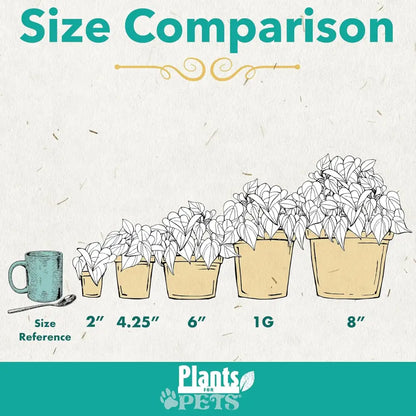 Live Snake Plant, Sansevieria Trifasciata Superba, Fully Rooted Indoor House Plant in Pot, Mother in Law Tongue Sansevieria Plant, Potted Succulent Plant, Houseplant in Potting Soil by Plants for Pets