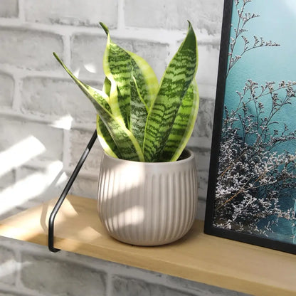 Live Snake Plant, Sansevieria Trifasciata Superba, Fully Rooted Indoor House Plant in Pot, Mother in Law Tongue Sansevieria Plant, Potted Succulent Plant, Houseplant in Potting Soil by Plants for Pets