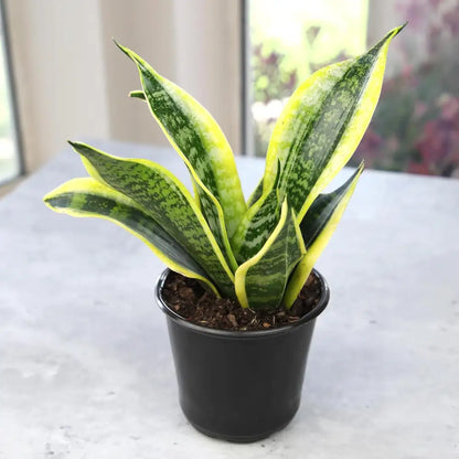 Live Snake Plant, Sansevieria Trifasciata Superba, Fully Rooted Indoor House Plant in Pot, Mother in Law Tongue Sansevieria Plant, Potted Succulent Plant, Houseplant in Potting Soil by Plants for Pets