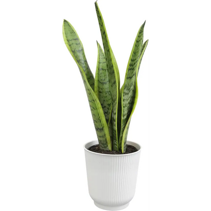 Live Snake Plant, Sansevieria Trifasciata Superba, Fully Rooted Indoor House Plant in Pot, Mother in Law Tongue Sansevieria Plant, Potted Succulent Plant, Houseplant in Potting Soil by Plants for Pets