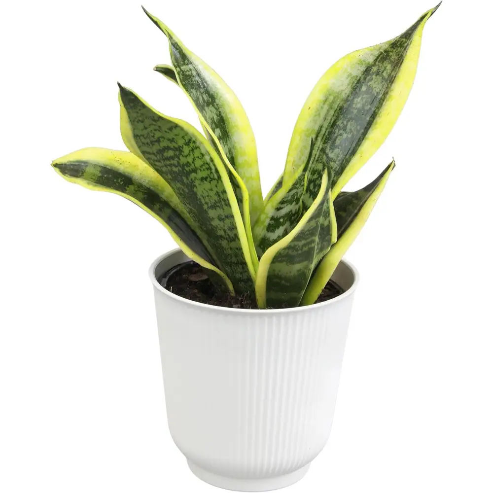 Live Snake Plant, Sansevieria Trifasciata Superba, Fully Rooted Indoor House Plant in Pot, Mother in Law Tongue Sansevieria Plant, Potted Succulent Plant, Houseplant in Potting Soil by Plants for Pets