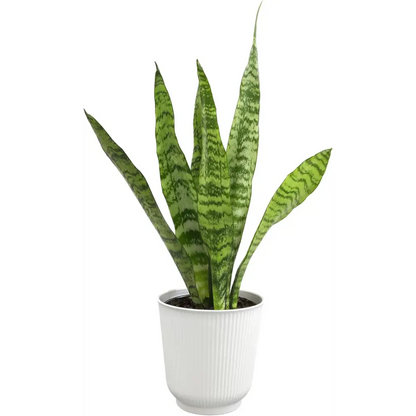 Live Snake Plant, Sansevieria Trifasciata Superba, Fully Rooted Indoor House Plant in Pot, Mother in Law Tongue Sansevieria Plant, Potted Succulent Plant, Houseplant in Potting Soil by Plants for Pets