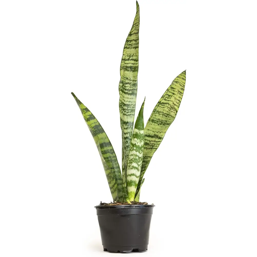 Live Snake Plant, Sansevieria Trifasciata Superba, Fully Rooted Indoor House Plant in Pot, Mother in Law Tongue Sansevieria Plant, Potted Succulent Plant, Houseplant in Potting Soil by Plants for Pets