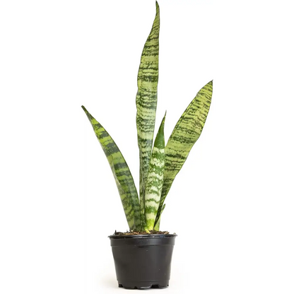 Live Snake Plant, Sansevieria Trifasciata Superba, Fully Rooted Indoor House Plant in Pot, Mother in Law Tongue Sansevieria Plant, Potted Succulent Plant, Houseplant in Potting Soil by Plants for Pets