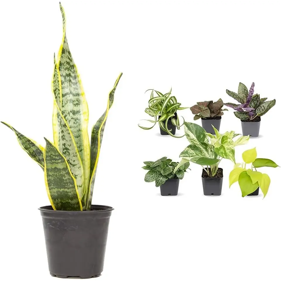 Live Snake Plant, Sansevieria Trifasciata Superba, Fully Rooted Indoor House Plant in Pot, Mother in Law Tongue Sansevieria Plant, Potted Succulent Plant, Houseplant in Potting Soil by Plants for Pets