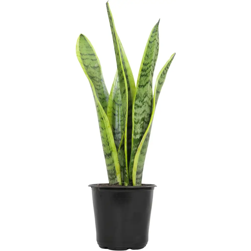 Live Snake Plant, Sansevieria Trifasciata Superba, Fully Rooted Indoor House Plant in Pot, Mother in Law Tongue Sansevieria Plant, Potted Succulent Plant, Houseplant in Potting Soil by Plants for Pets