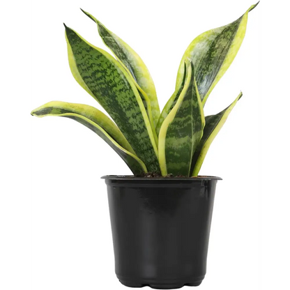 Live Snake Plant, Sansevieria Trifasciata Superba, Fully Rooted Indoor House Plant in Pot, Mother in Law Tongue Sansevieria Plant, Potted Succulent Plant, Houseplant in Potting Soil by Plants for Pets