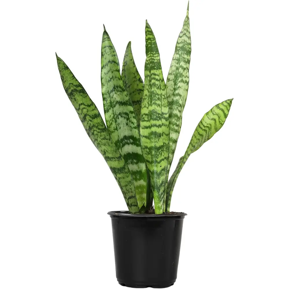 Live Snake Plant, Sansevieria Trifasciata Superba, Fully Rooted Indoor House Plant in Pot, Mother in Law Tongue Sansevieria Plant, Potted Succulent Plant, Houseplant in Potting Soil by Plants for Pets